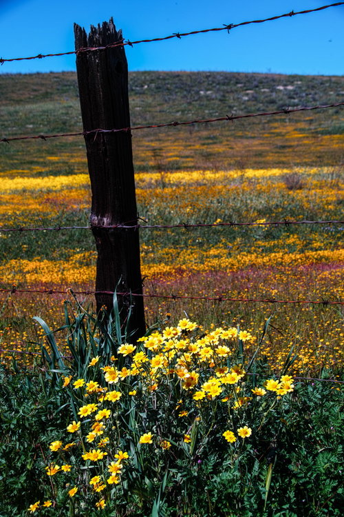 Carrizo Flowers