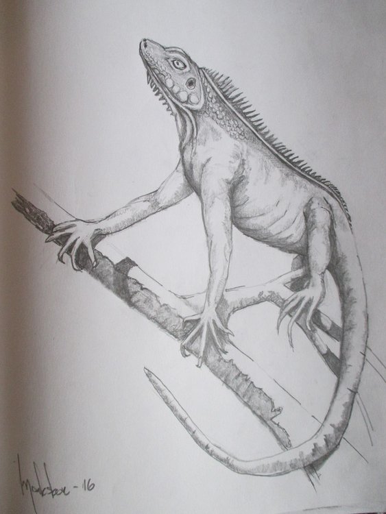 lizzard.jpg