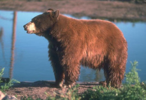 black-bear-by-water.jpg