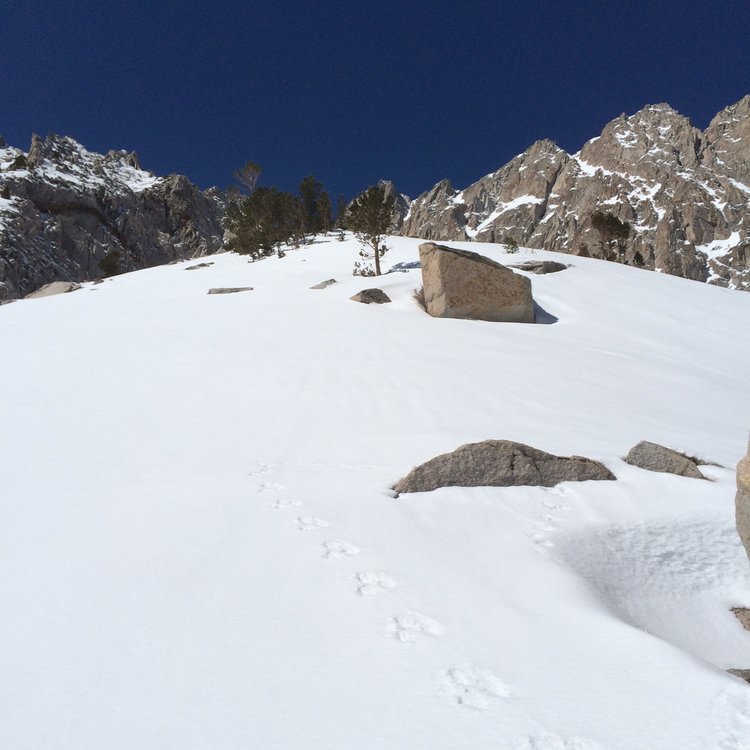fork in the snow - which way to go?