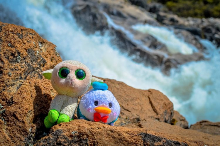 I always take Duck Bug and Lamb Bug with me on trips... they were little &quot;lovies&quot; from my daughters.