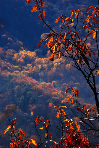 hawk hill2b72.jpg