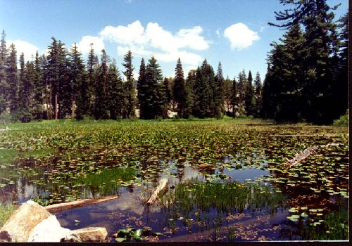 Lily pond you can drive past, not tellin' where