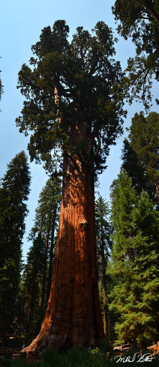 General Sherman Tree.. Magnificence.