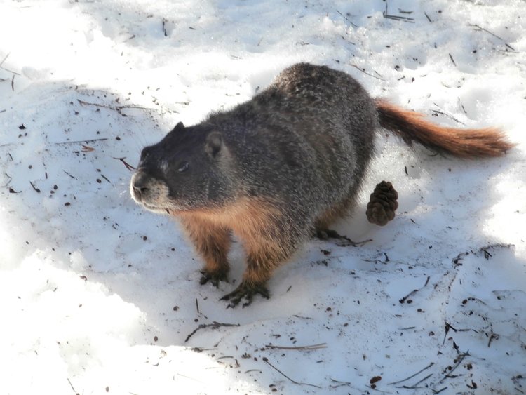 6Marmot.JPG