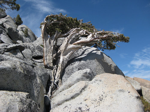 sierra-tree.jpg