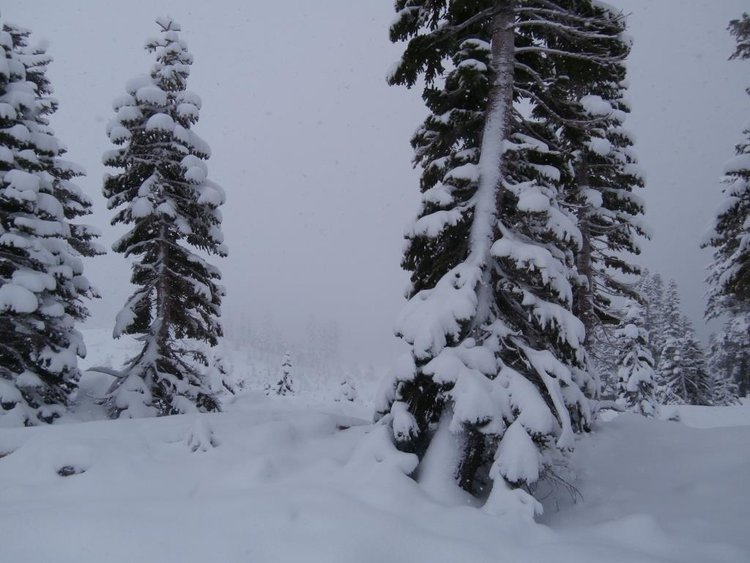 Tree2.jpg