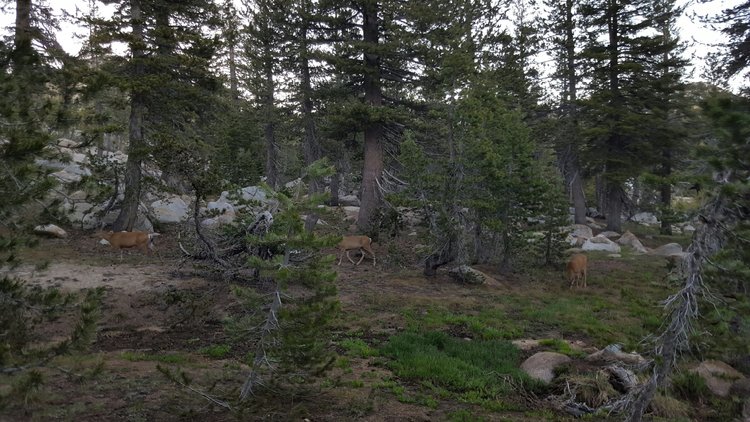 deer walking past camp