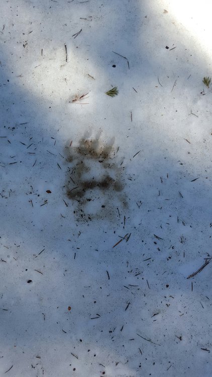 bear tack in snow
