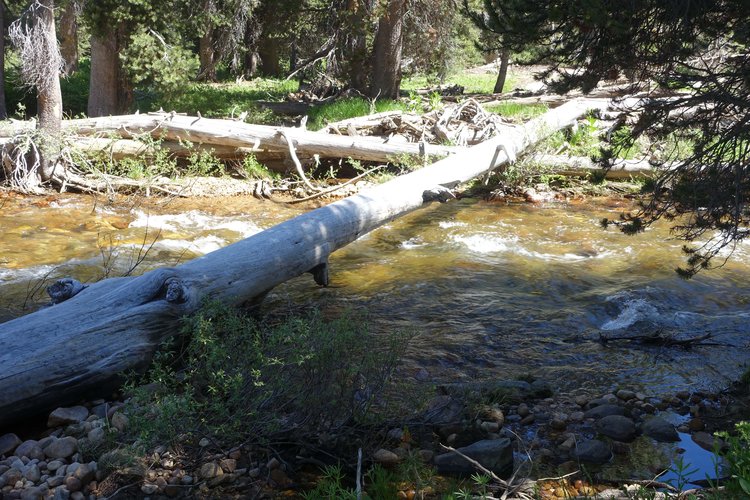 Tree across West Fork Cherry Creek