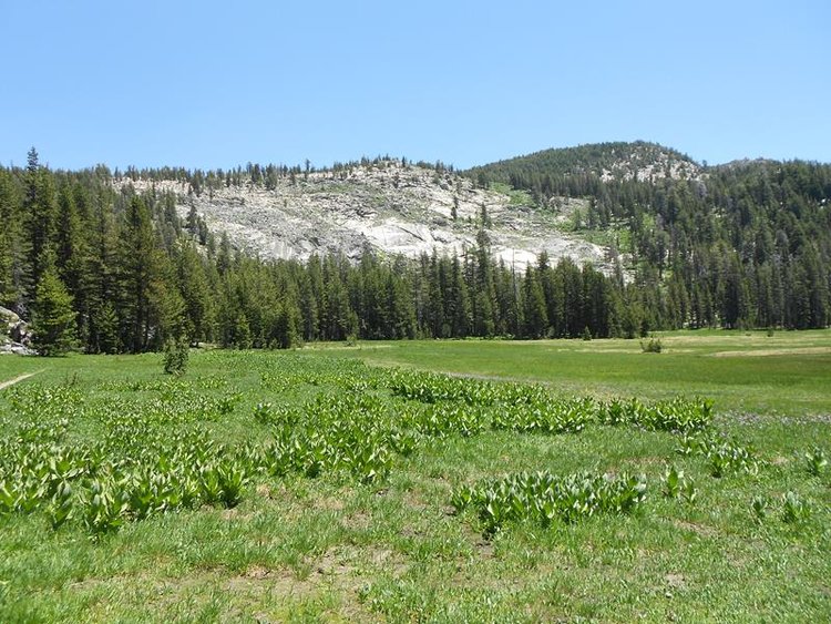 Halfmoon Meadow