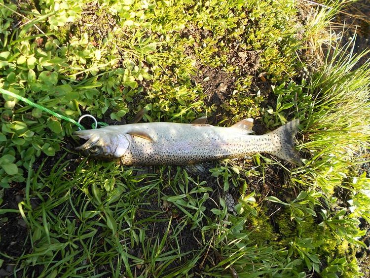 A nice fish for the fisherman