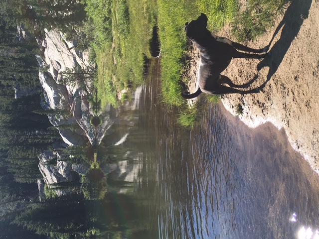 Dog by powell lake