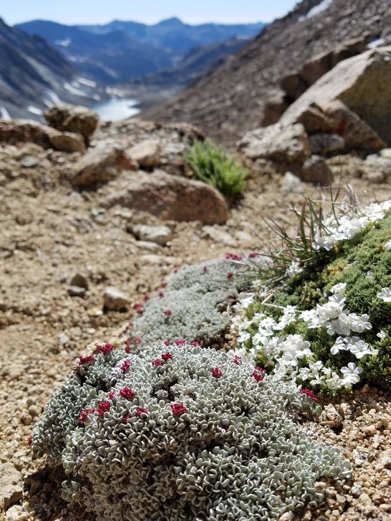 Alpine plants are the coolest!