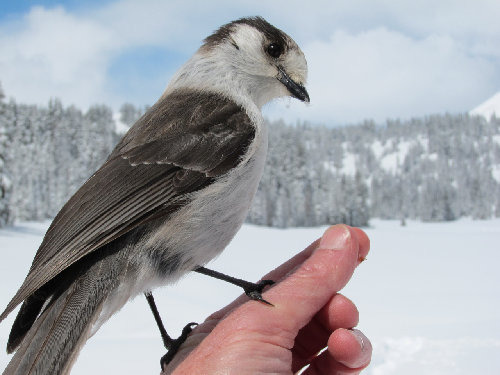 How much is a bird on the hand worth?