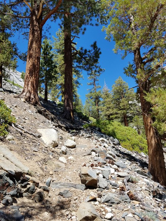 The steep beginnings of the Piute Pass trail.