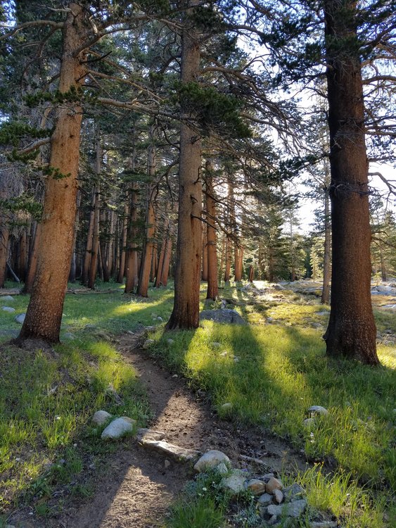 Hutchinson Meadow in the morning.