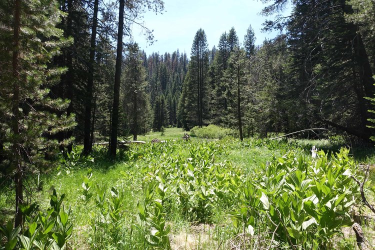 Mono Meadows