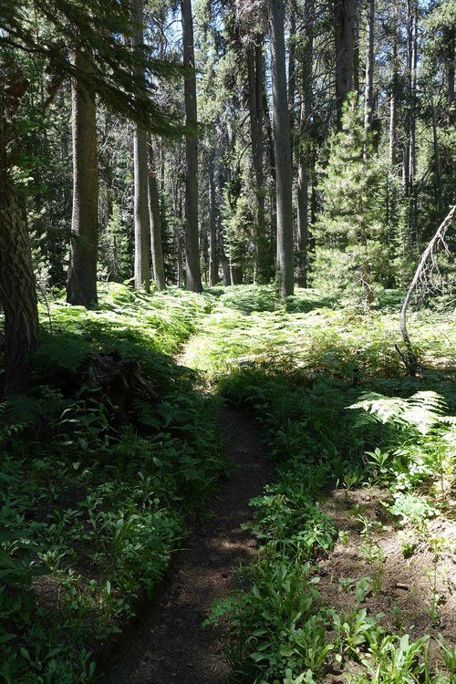 A damp and green part of the trail.