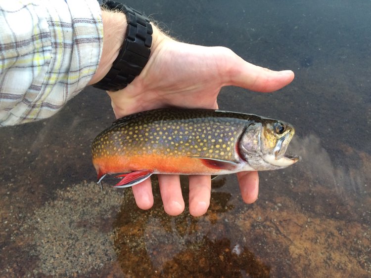 Trout at Fern Lake