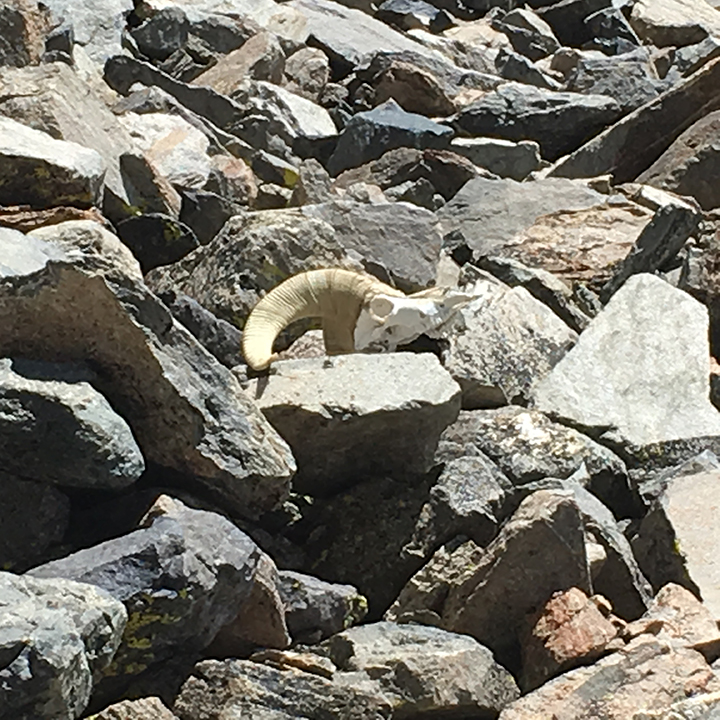 Bighorn skull