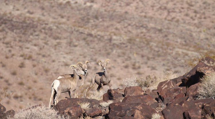 bighorn-ewes.jpg