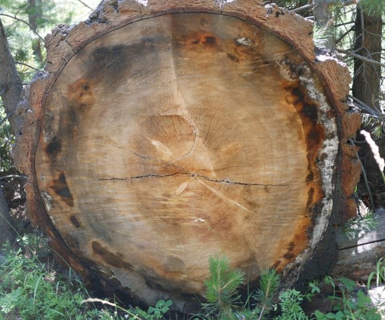 tree.JPG
