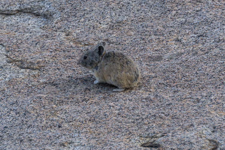 Lil pika