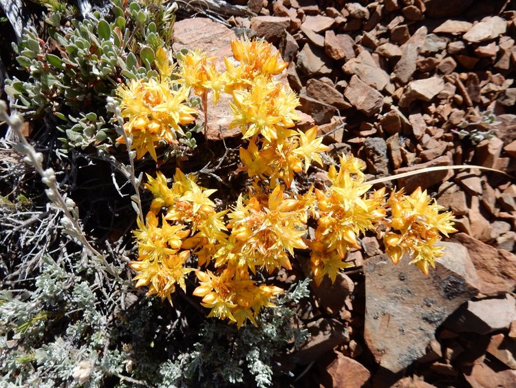 Gordon's Ivesia