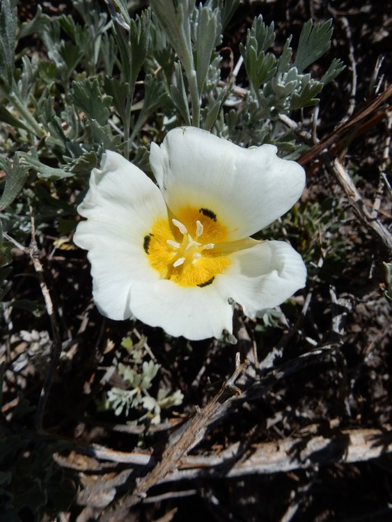 Mariposa Lily