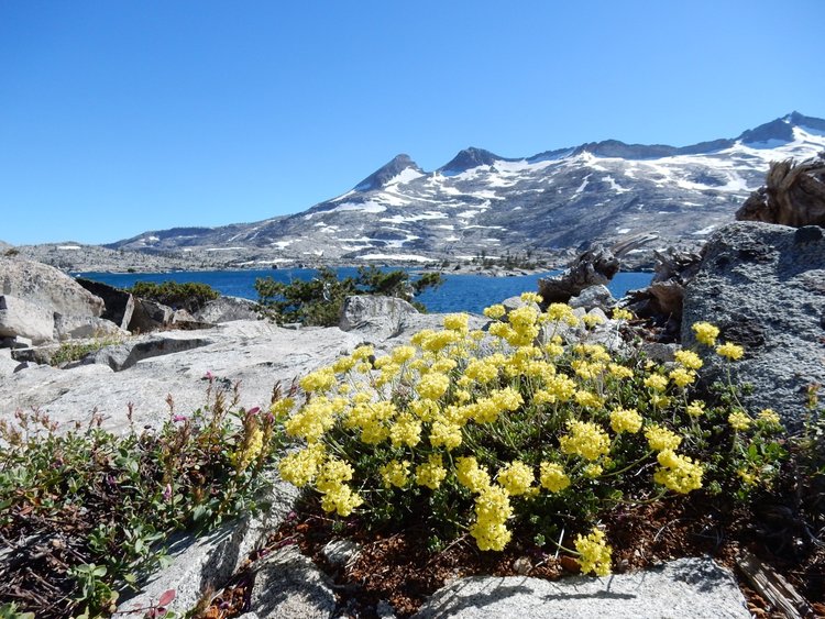 Buckwheat at Lake Aloha