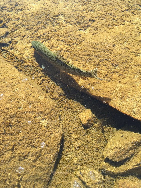 Fish I caught at Lake 10,632 in Lake Basin