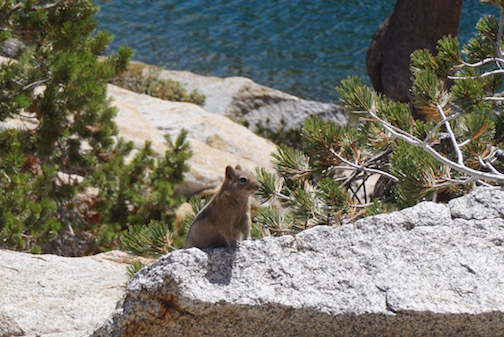 Lunch visitor at Chittenden Lake.  Showed no fear.