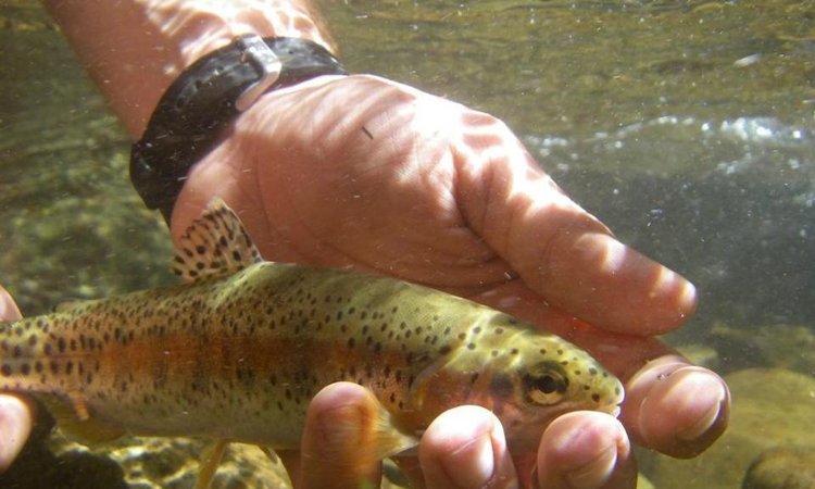 mccloud-river-redband-trout-image.jpg