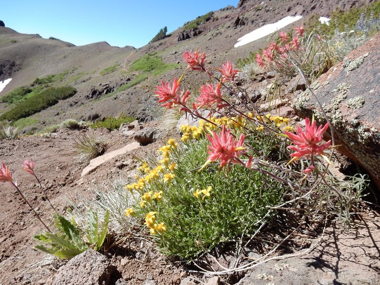 On the slopes of Sonora Peak