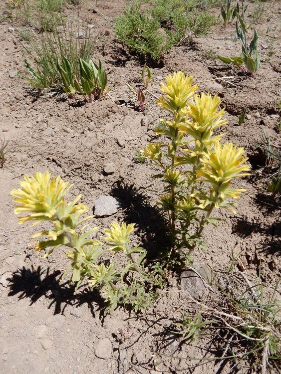 Yellow Paintbrush