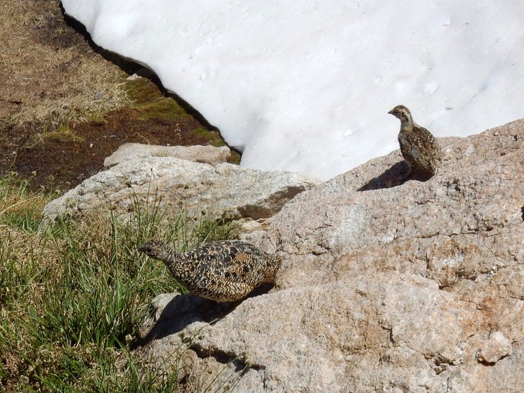Momma &amp; Baby on the way down from Mule Pass