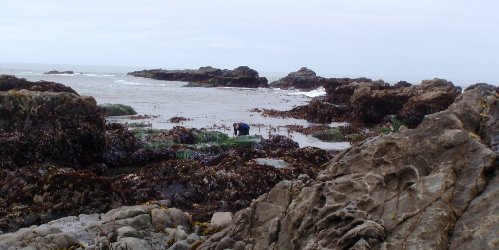 Sea Ranch Apr 2011 001.JPG