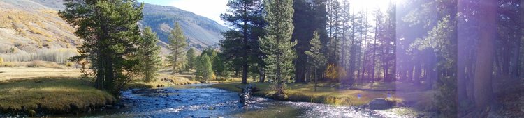 Morning Along Kennedy Creek
