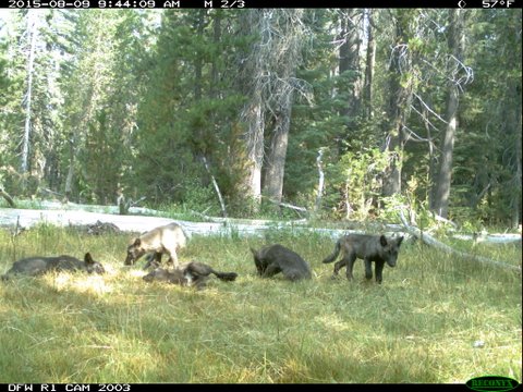 wolf-pups-jpg.jpg