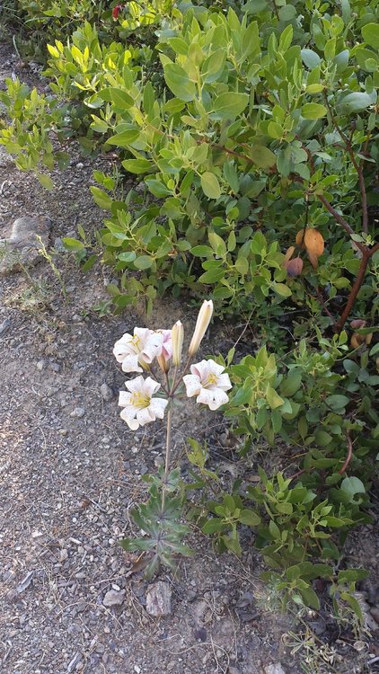 Flower along the North Fork of the Trinity trail