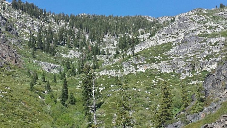 Bear Valley Meadows above Enos Camp