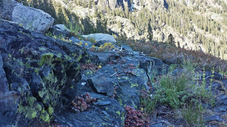 Flowers among the rocks below Papoose Lake