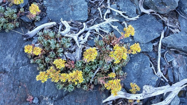 Sedum ready for its close-up