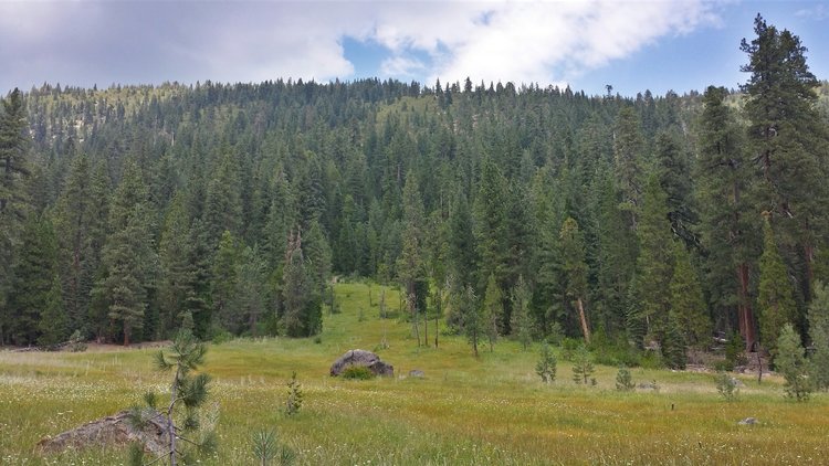 Parker Meadow