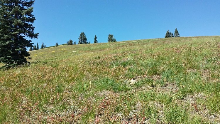 Deer Creek Side of Sawtooth Ridge near the top.