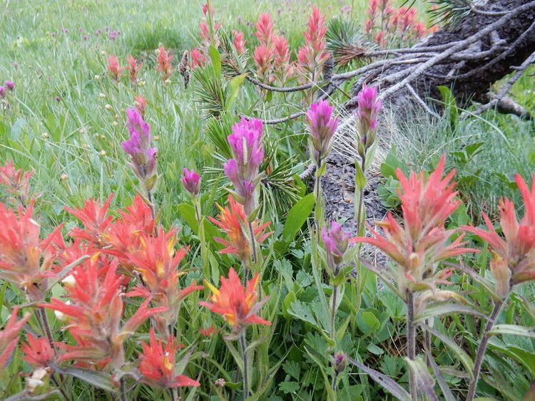 Paintbrush