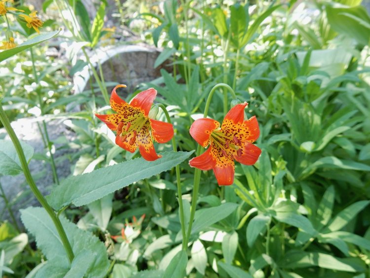 Leopard Lily