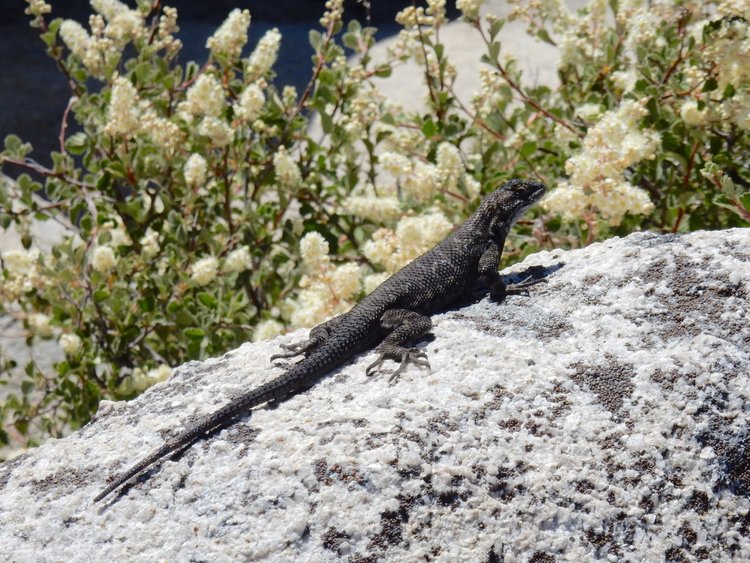 Lizard at Clouds Rest