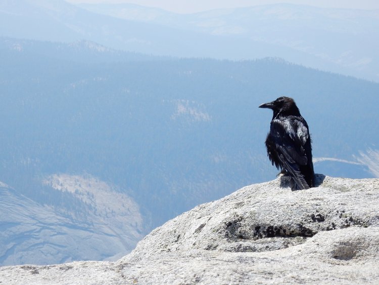 Crow at Clouds Rest